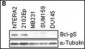 Bcl-G BH3 Domain Antibody